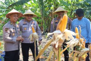 Dukung Asta Cita Presiden, Polres Pelabuhan Tanjung Perak Panen 815 Kg Jagung Pipil di Kenjeran