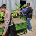 Panen Buah, Polres Pelabuhan Tanjung Perak Perkuat Ketahanan Pangan Lewat Hortikultura Pisang