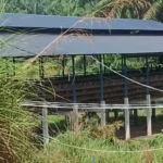 Dugaan Pelanggaran Izin Usaha Ternak Ayam Asahan Didalami Pemerintah Daerah