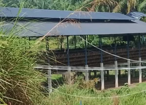 Dugaan Pelanggaran Izin Usaha Ternak Ayam Asahan Didalami Pemerintah Daerah