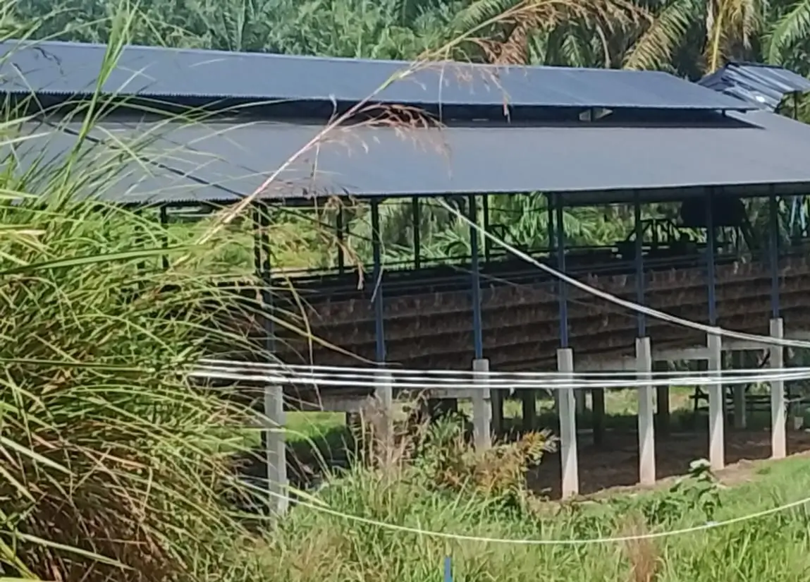 Usaha ternak ayam petelur milik PT Anugerah Kasih Harapan (AKH) di Dusun IV, Desa Air Teluk Hessa, Kecamatan Air Batu, Kabupaten Asahan