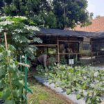 Polsek Jambangan Dorong Warga Optimalkan Pekarangan, Kelompok Tani Perkotaan Jadi Contoh Kemandirian Pangan