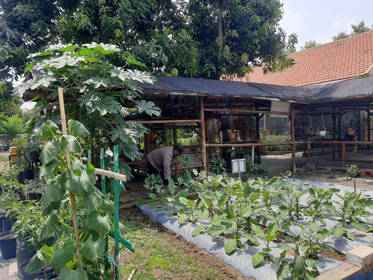 Foto: Bhabinkamtibmas Polsek Jambangan bersama Tiga Pilar meninjau lahan Kelompok Tani Satu Padu di Kelurahan Jambangan, Surabaya, sebagai upaya memperkuat ketahanan pangan masyarakat.