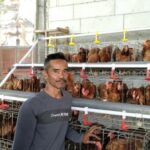 KPM Gayatri Desa Belun Berinovasi, Pakan Fermentasi Pangkas Biaya dan Minimalkan Bau Kandang