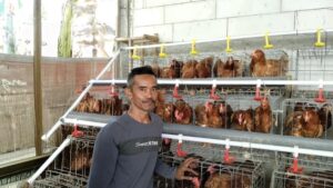 KPM Gayatri Desa Belun Berinovasi, Pakan Fermentasi Pangkas Biaya dan Minimalkan Bau Kandang