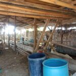 Tujuh Sapi Hibah Pemerintah Dijual, Kelompok Temu Makmur Barokah Terbelit Persoalan Aset