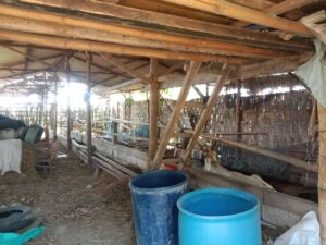 Tujuh Sapi Hibah Pemerintah Dijual, Kelompok Temu Makmur Barokah Terbelit Persoalan Aset