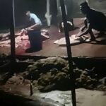 Dugaan Sapi Gelonggongan di Ledok Kulon Disorot, Legalitas dan Pengawasan Dipertanyakan
