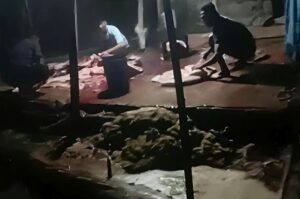 Dugaan Sapi Gelonggongan di Ledok Kulon Disorot, Legalitas dan Pengawasan Dipertanyakan