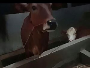Borok Jagal Liar Ledok Kulon: Sapi Digelonggong, Daging Disinyalir Tak Layak Konsumsi
