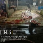 Sapi Dipotong di Luar RPH, Dugaan Gelonggongan Muncul di Bojonegoro