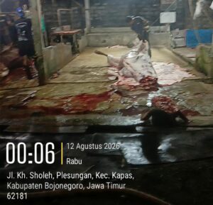 Sapi Dipotong di Luar RPH, Dugaan Gelonggongan Muncul di Bojonegoro