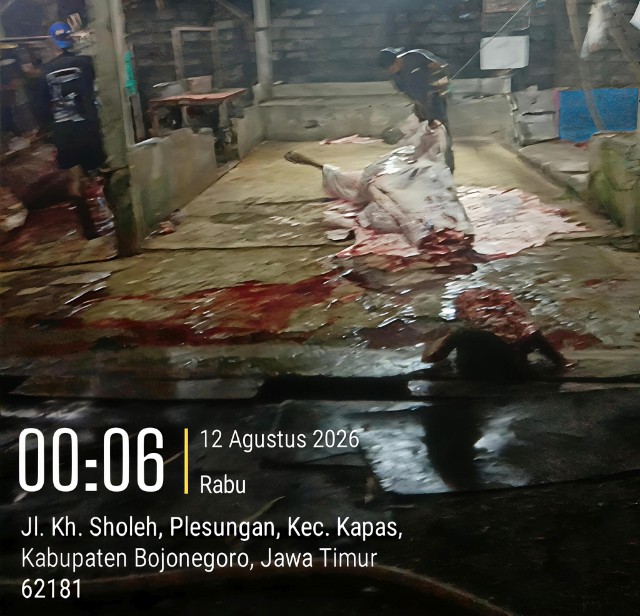 Foto: Aktivitas pemotongan sapi betina yang diduga masih produktif di Jalan KH. Sholeh, Desa Plesungan, Kecamatan Kapas, Bojonegoro, Rabu (12/8/2026) dini hari.