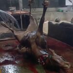 Diduga Culas Bobot Ternak, Pengusaha Jagal di Kapas Disorot Tajam