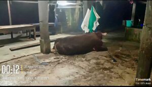 Instruksi Wakil Bupati Bojonegoro Tak Digubris, Sapi Betina Diduga Dipotong di Luar RPH