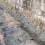 Petani Klagen Keluhkan Dugaan Limbah Cair SPPG Menggenangi Persawahan