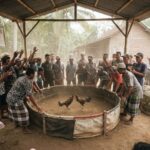 Sabung Ayam Desa Weru Kediri Diduga Mengandung Perjudian