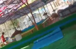 Instruksi Pemberantasan Judi Diuji, Sabung Ayam dan Dadu Diduga Masih Berlangsung di Jombang