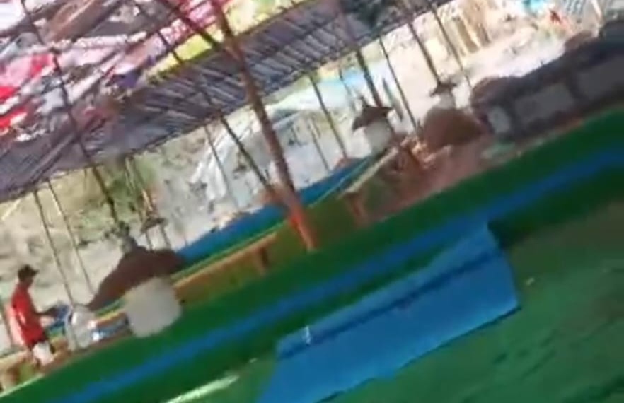 Instruksi Pemberantasan Judi Diuji, Sabung Ayam dan Dadu Diduga Masih Berlangsung di Jombang