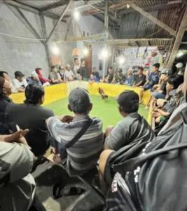 Sabung Ayam Berbek Waru Sidoarjo Meresahkan Warga Sekitar