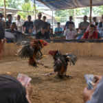 Sabung Ayam di Dusun Tangkilan Kediri Resahkan Warga, Polisi Diminta Bertindak