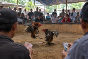 Dugaan Judi Sabung Ayam Marak di Kayen Kidul, Aparat Diminta Bertindak Tegas