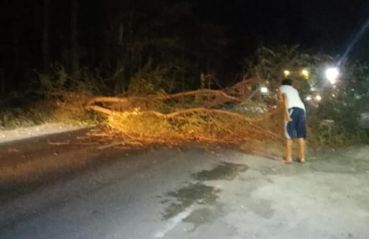 Pohon Klampis Rapuh Tumbang di Jalur Bojonegoro-Jatirogo, Keselamatan Pengguna Jalan Terancam
